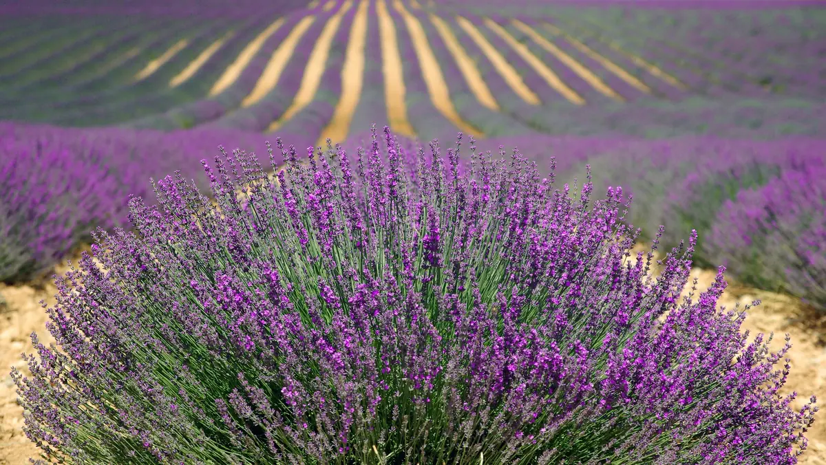 Lavender field with a Provençal farmhouse and the Luberon mountains